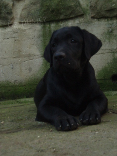 Labradorsk� retr�vr-�ern� �t�n�tka s PP